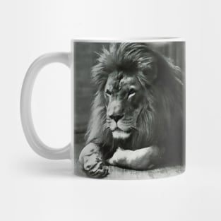 Animal lion sitting and outside in nature Mug